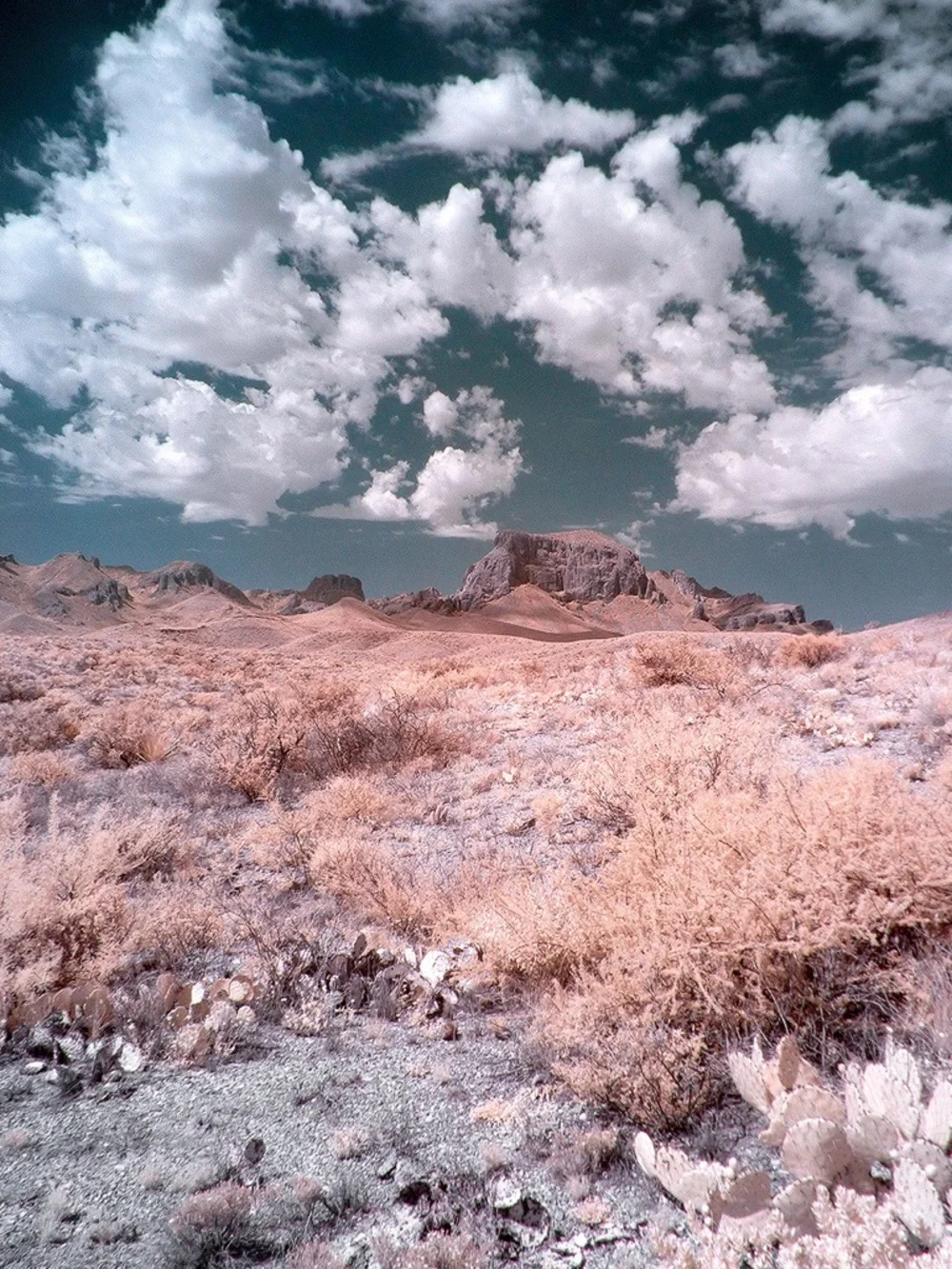 Fujifilm X100V with Infrared SuperColor Conversion